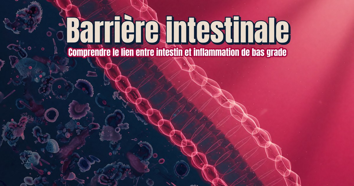 Inflammation d'origine intestinale (endotoxémie et LPS) : protocole pour réduire la translocation bactérienne