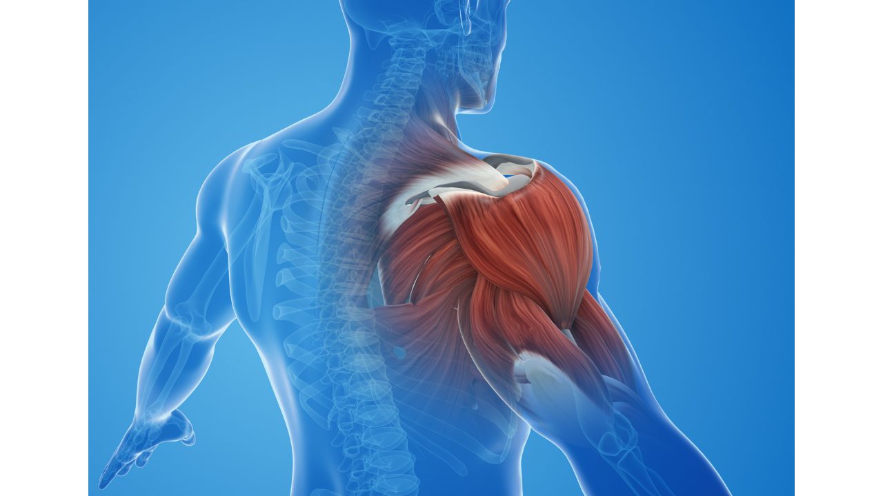 3. Vous allez maintenir votre masse musculaire