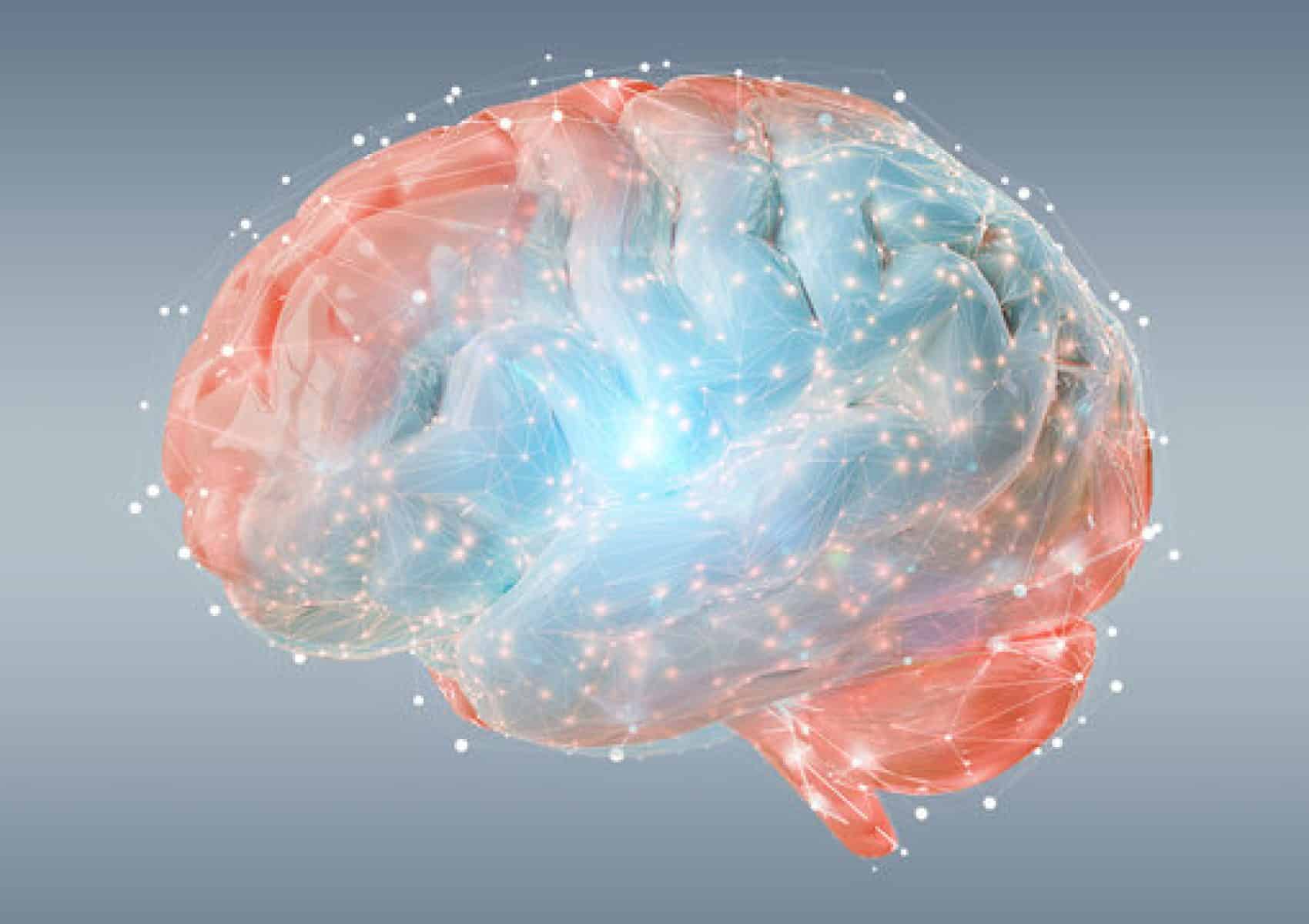 cerveau humain