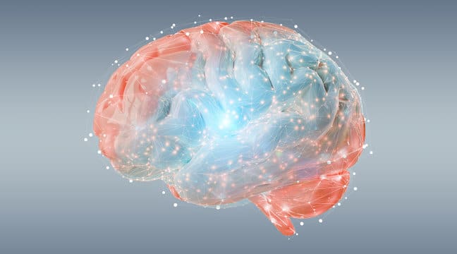 cerveau humain
