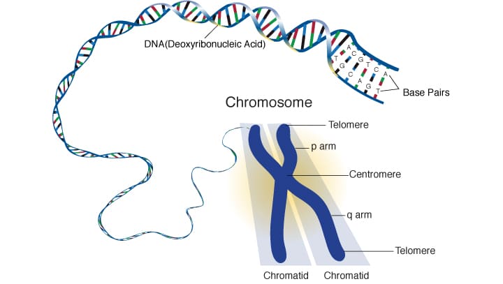 adn et chromosomes