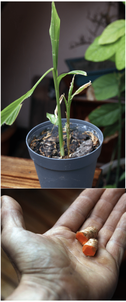 choisir ses épices, faire pousser du curcuma dans son appartement !