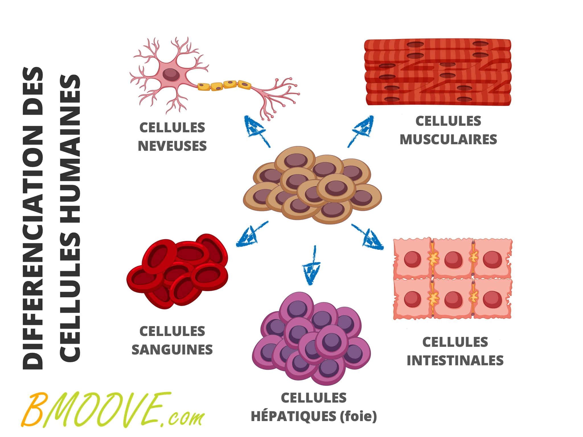 les différentes cellules du corps humain