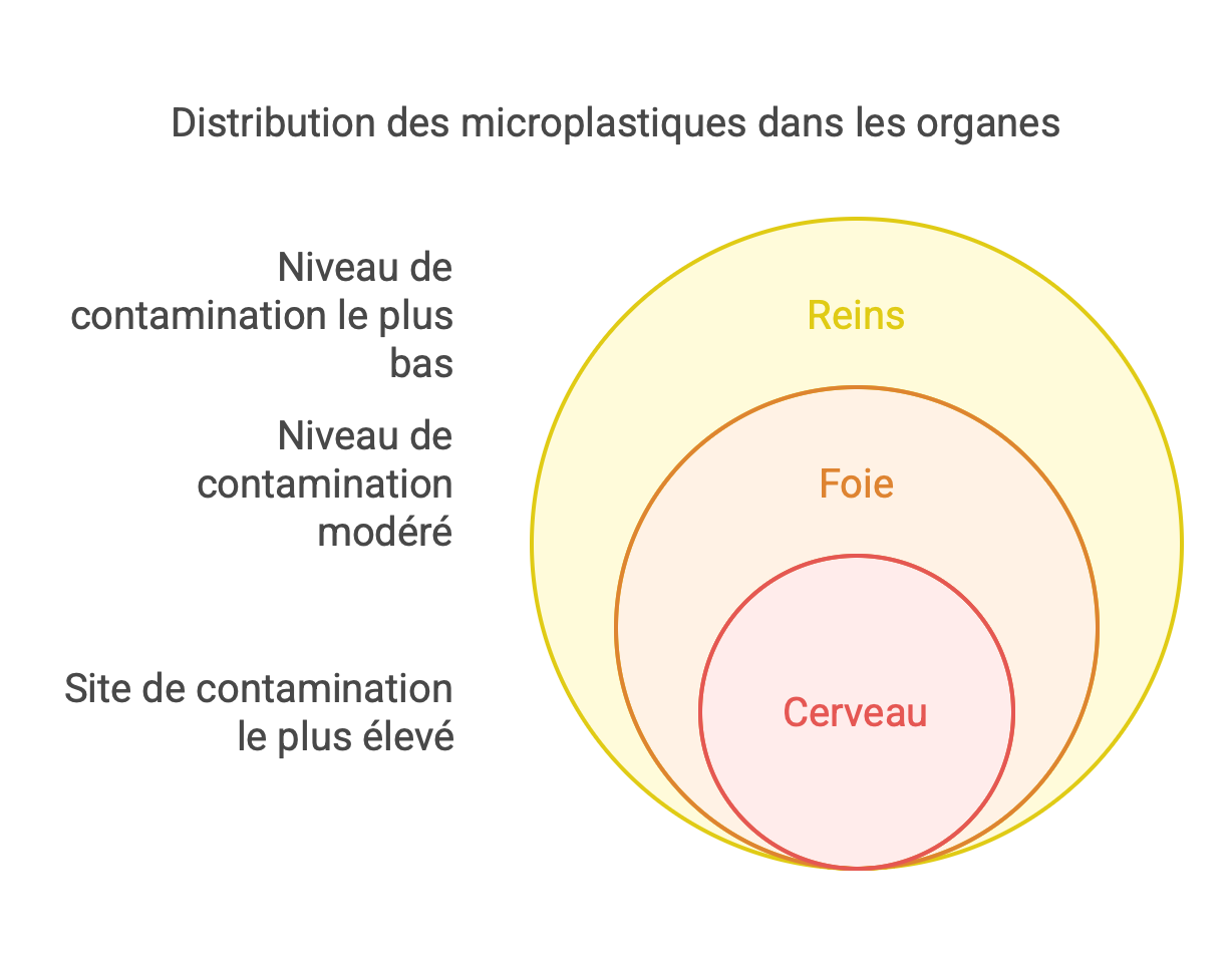 Distribution des microplastiques dans les organes