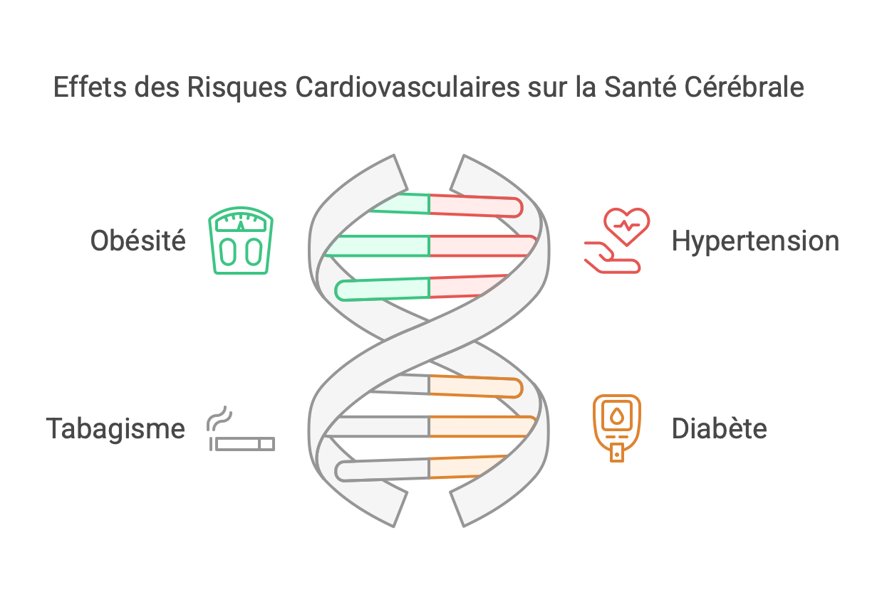 Effets des Risques Cardiovasculaires sur la Santé Cérébrale