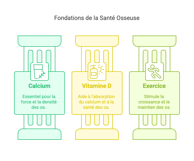 Fondations de la Santé Osseuse