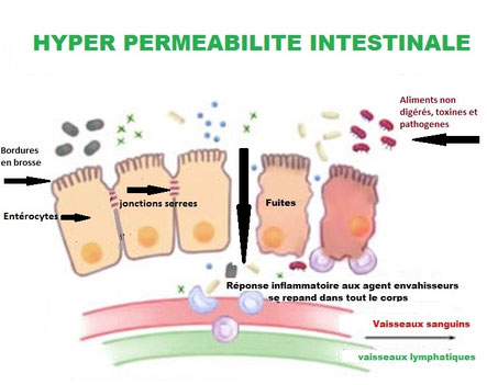 Perméabilité intestinale