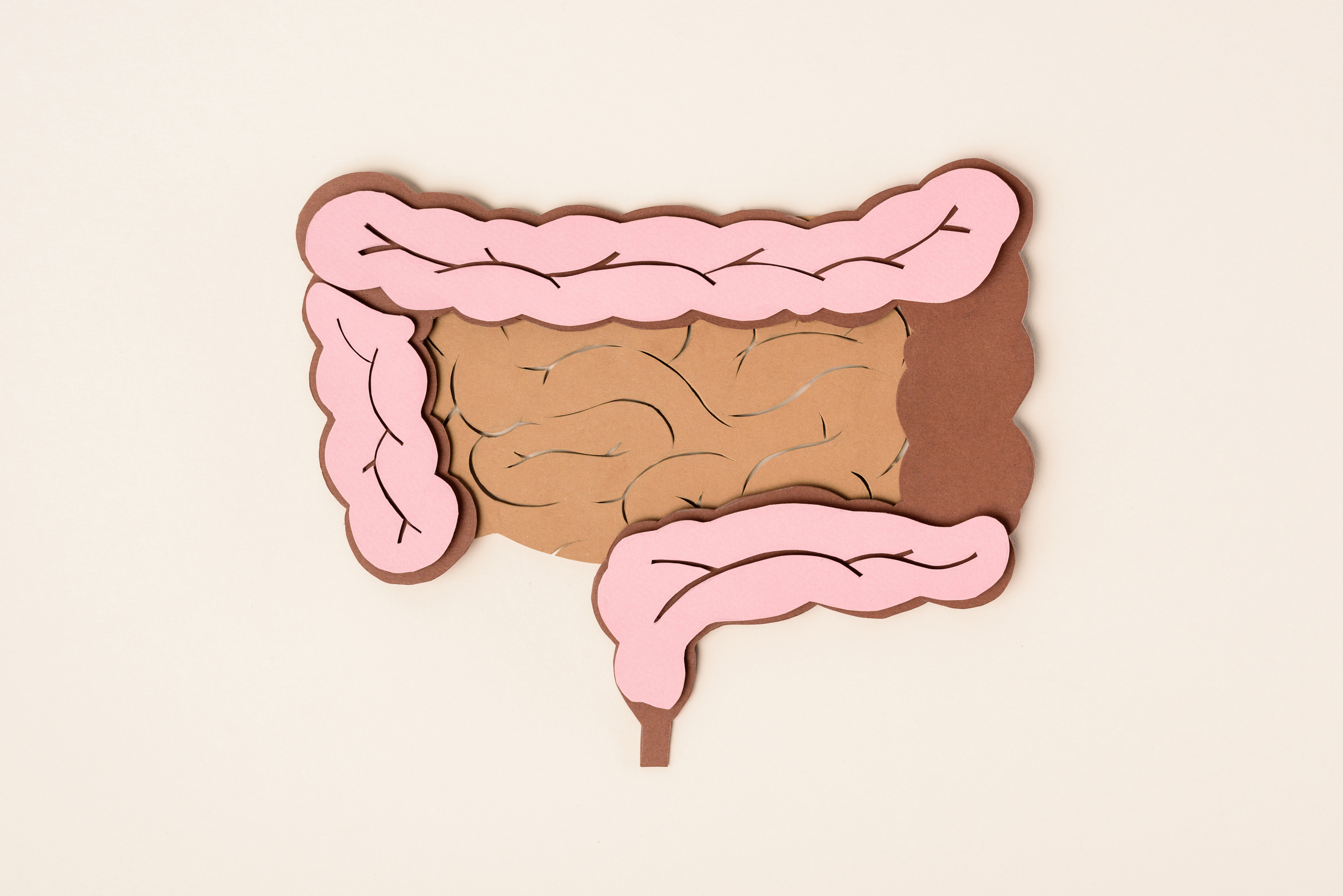 Intestins avec inflammation chronique