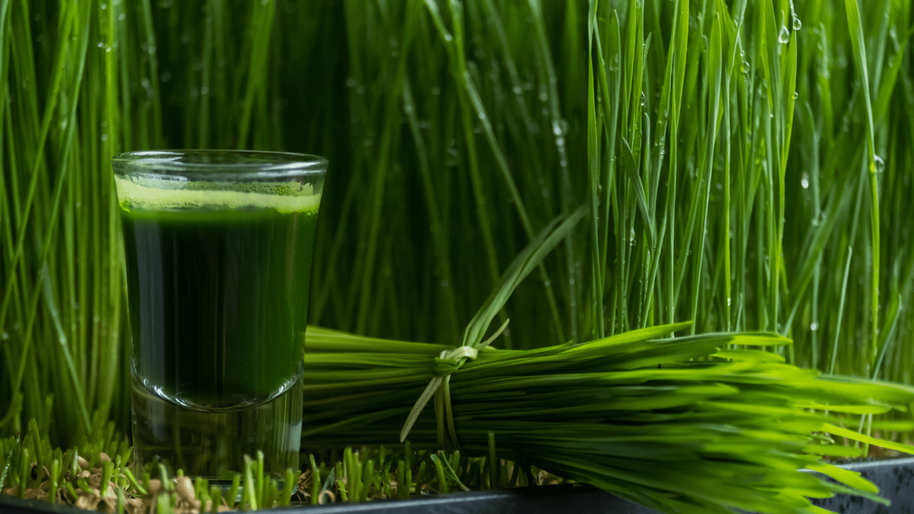 L'herbe de blé