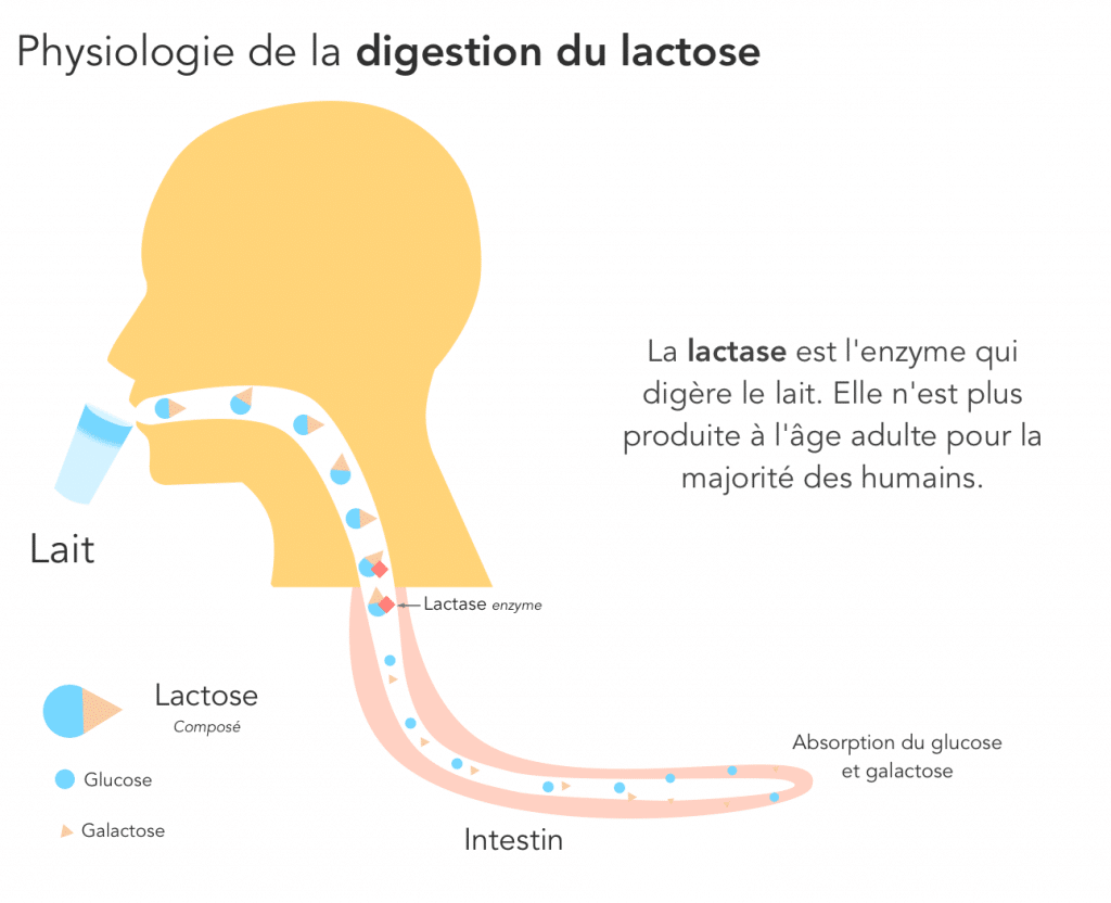Les DANGERS du lait pourquoi le lait est MAUVAIS pour la santé BMoove