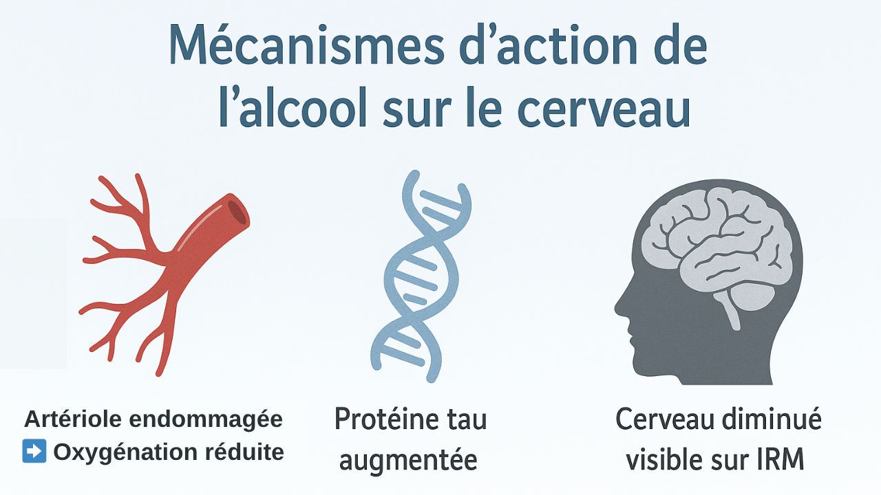 Quels effets l'alcool a-t-il vraiment sur le cerveau ?