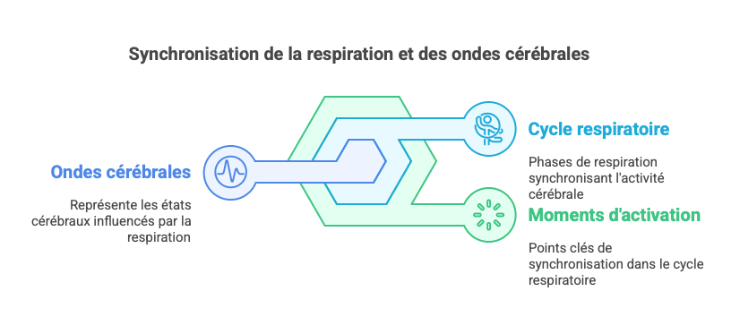 Synchronisation de la respiration et des ondes cérébrales