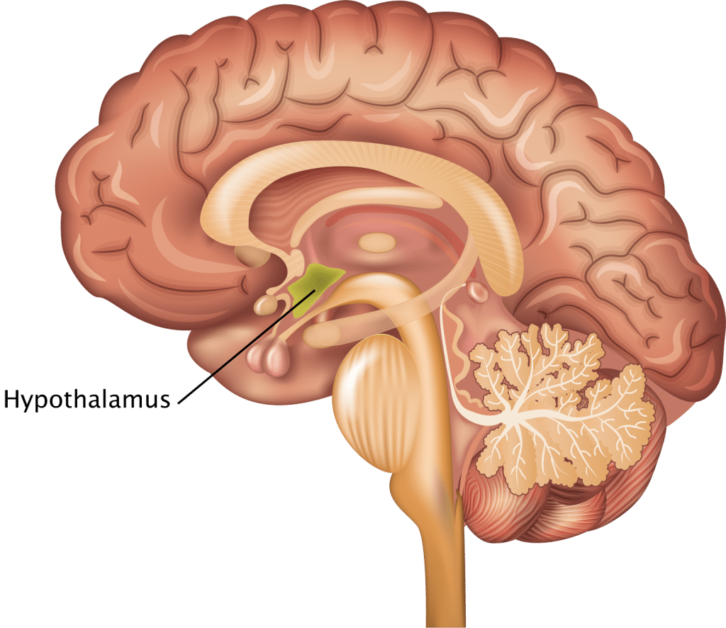 hypotalamus