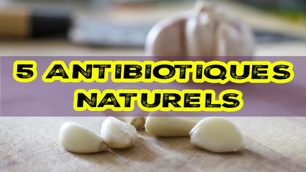5 antibiotiques naturels