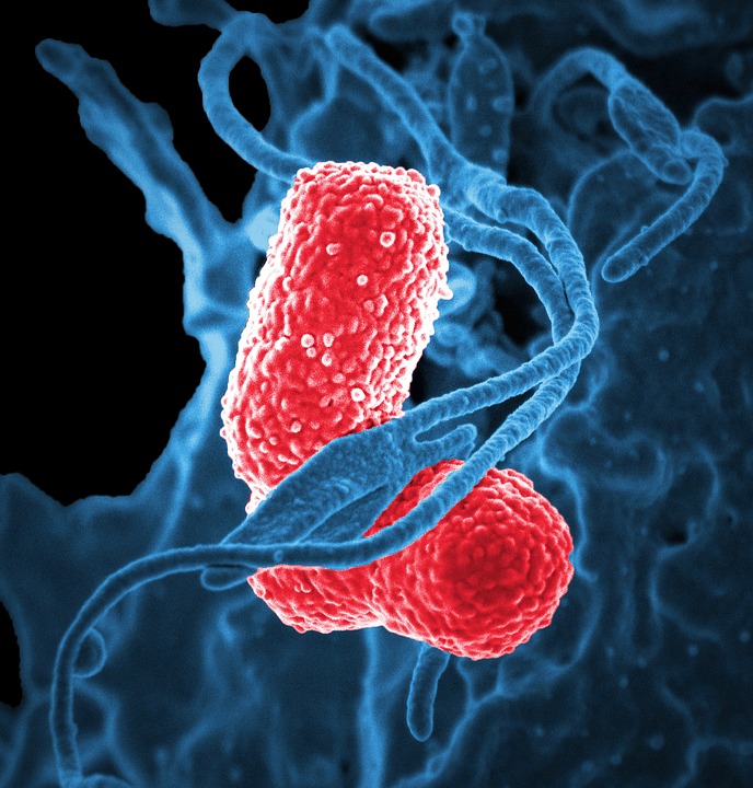 glutamine et système immunitaire