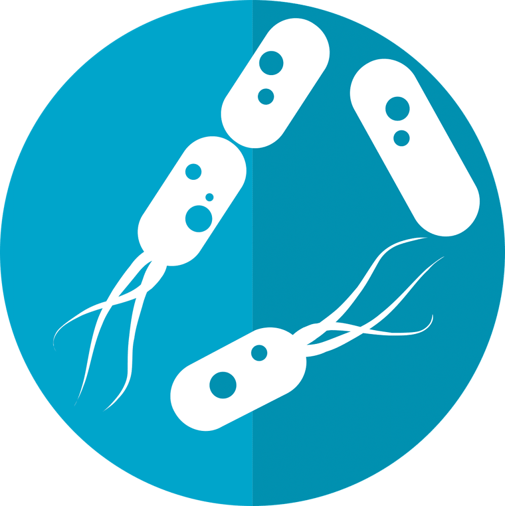 Les bactéries du microbiote intestinal