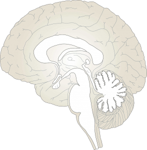 gingembre et fonctions cérébrales