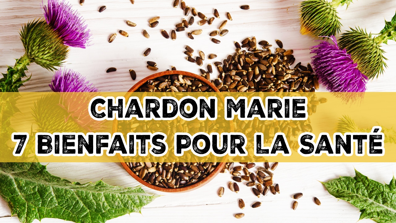 chardon marie et santéchardon marie et santé