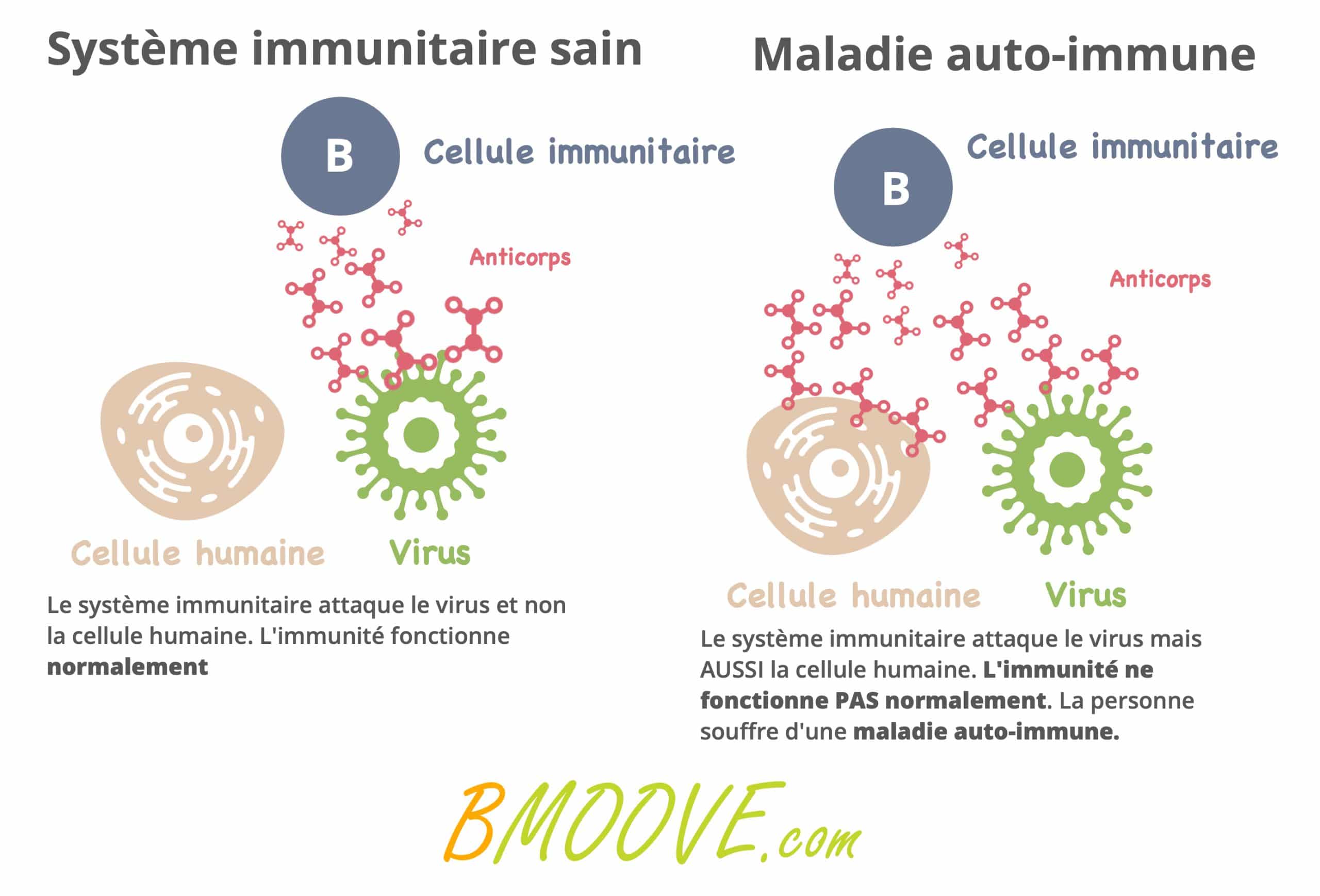 différence système immunitaire sain et maladie auto immune