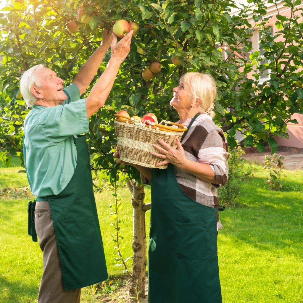 couple de personnes âgées cueillent des pommes