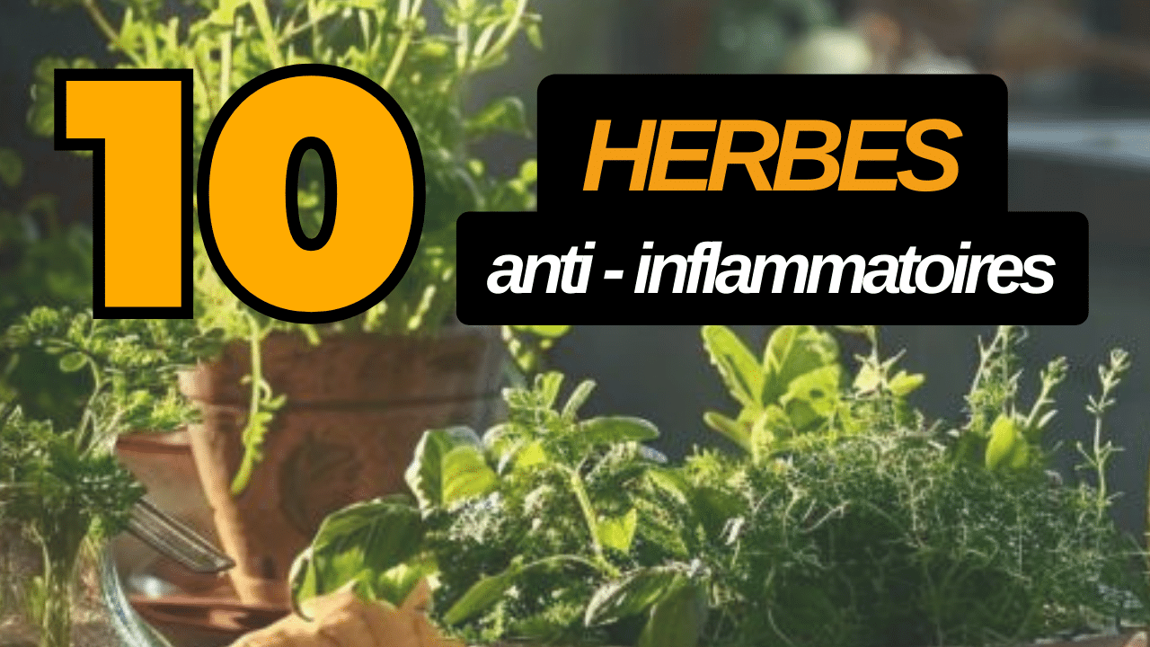 herbes anti - inflammatoires