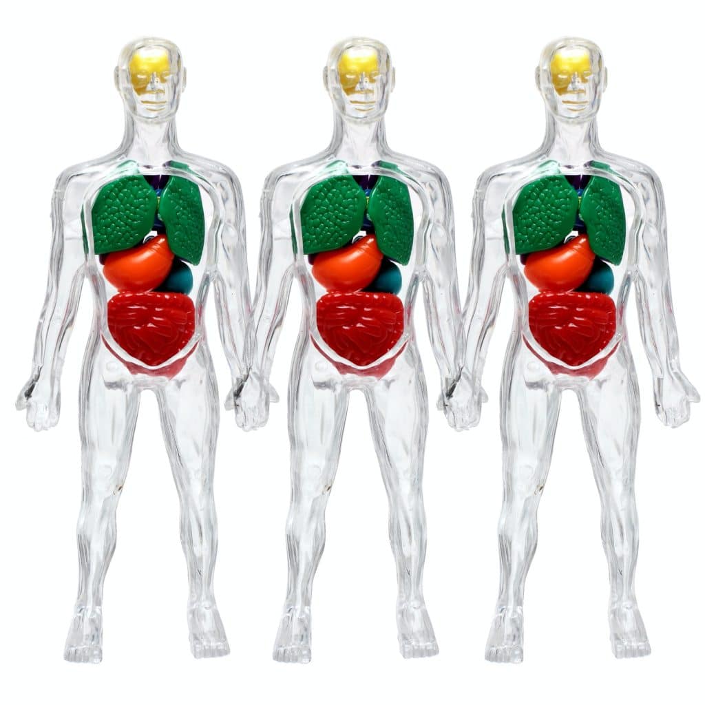 modèles transparents corps humains