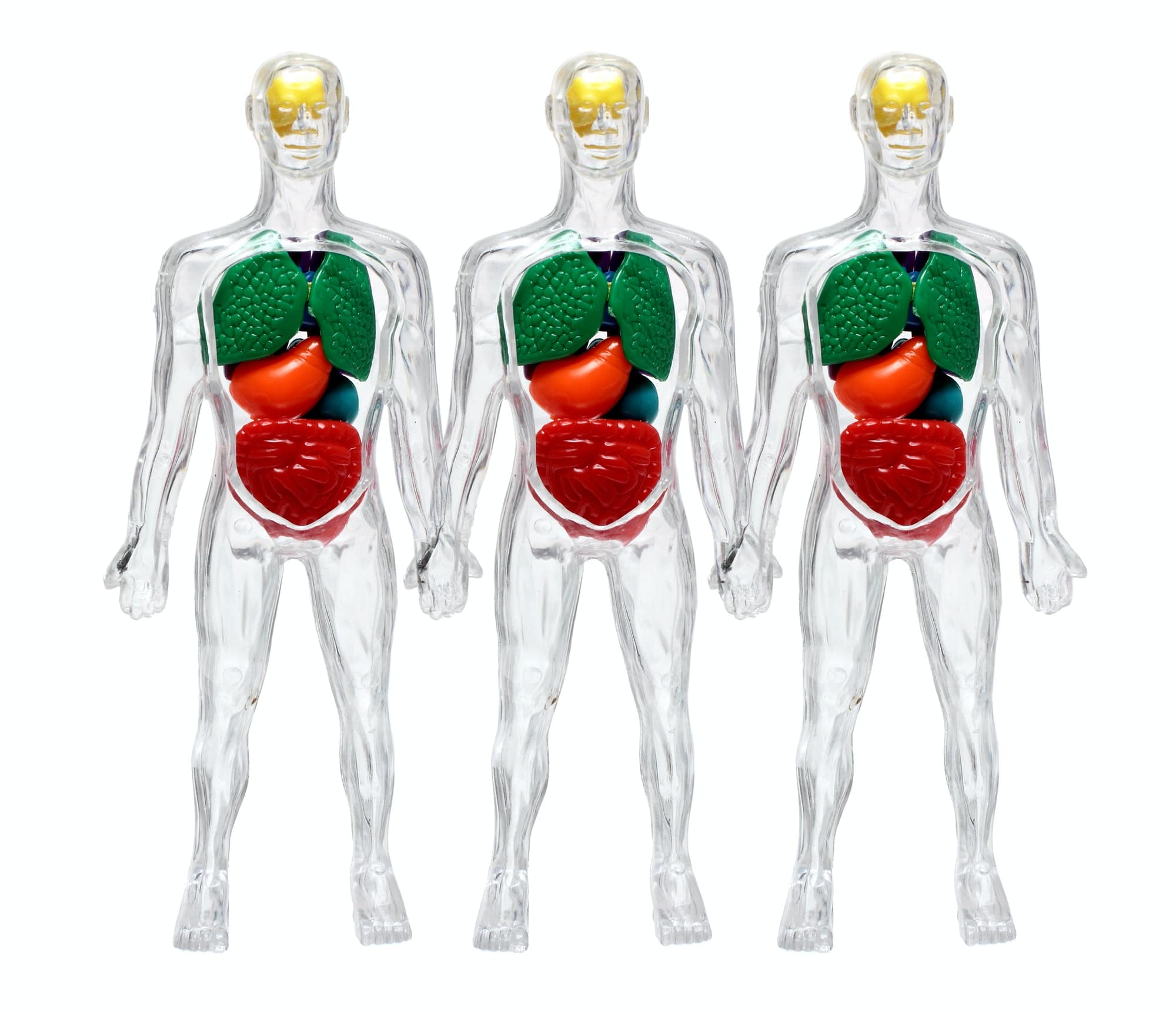 modèles transparents corps humains