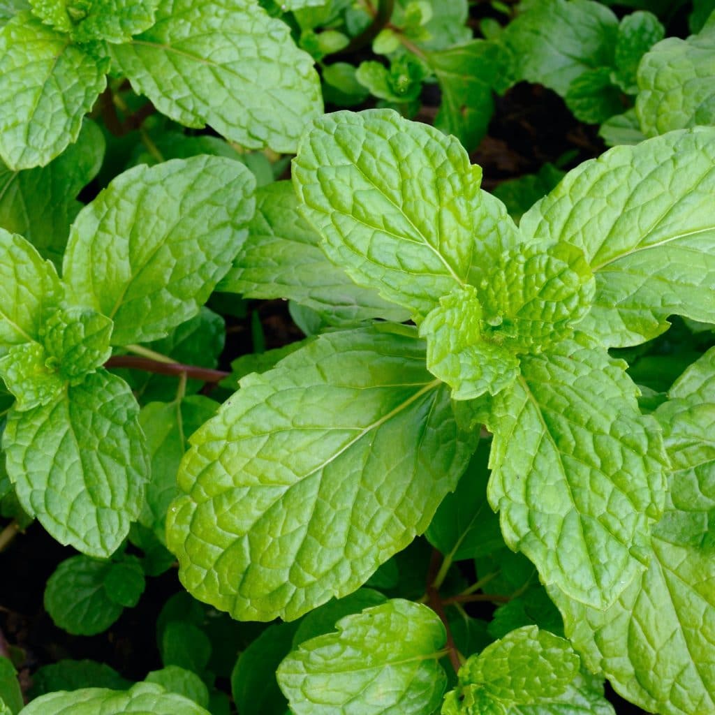 feuilles de menthe poivrée