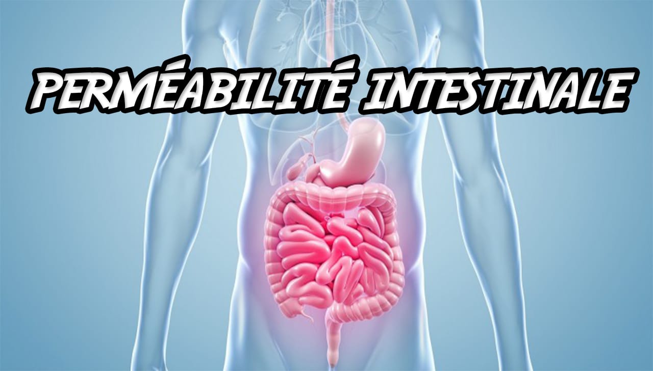 perméabilité intestinale