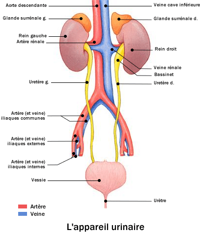 Comment Soigner Une INFECTION URINAIRE / CYSTITE Naturellement ...