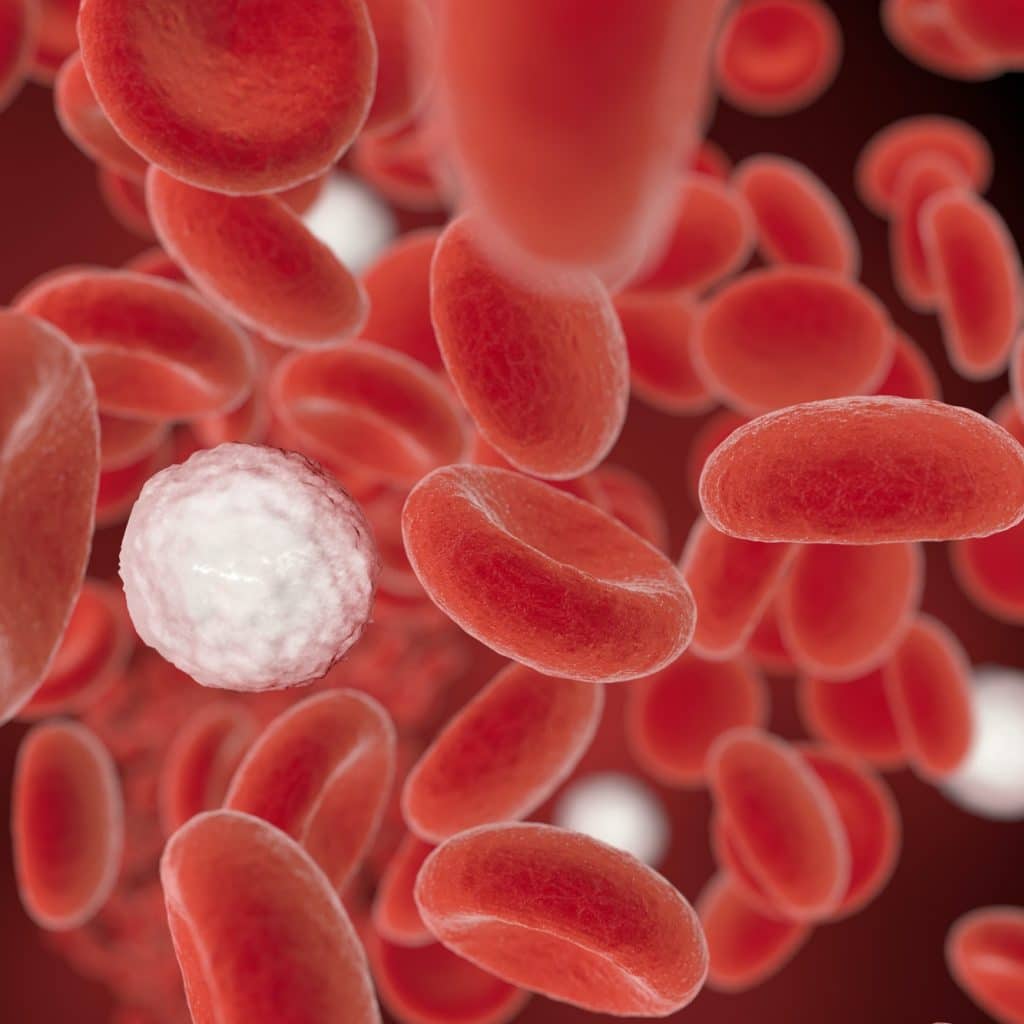 globules blancs
