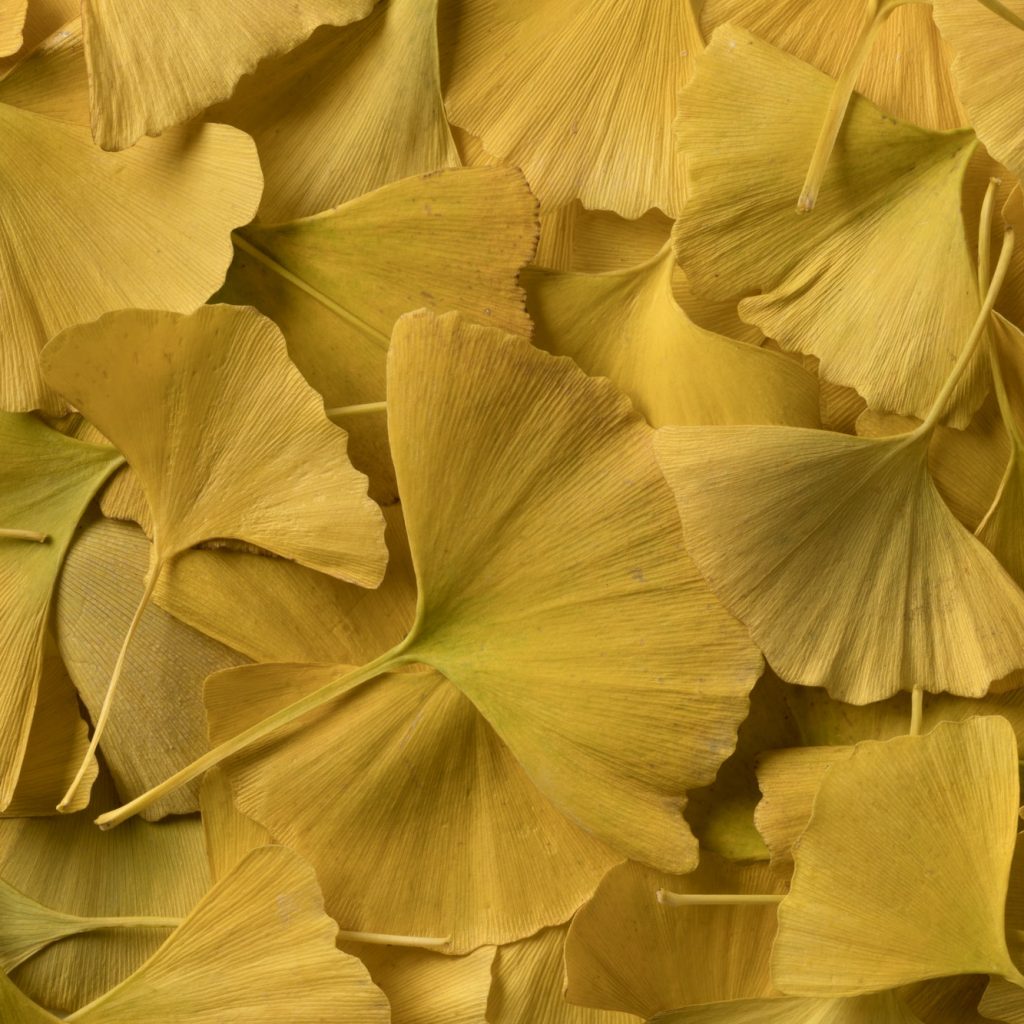 ginko aphrodisiaque