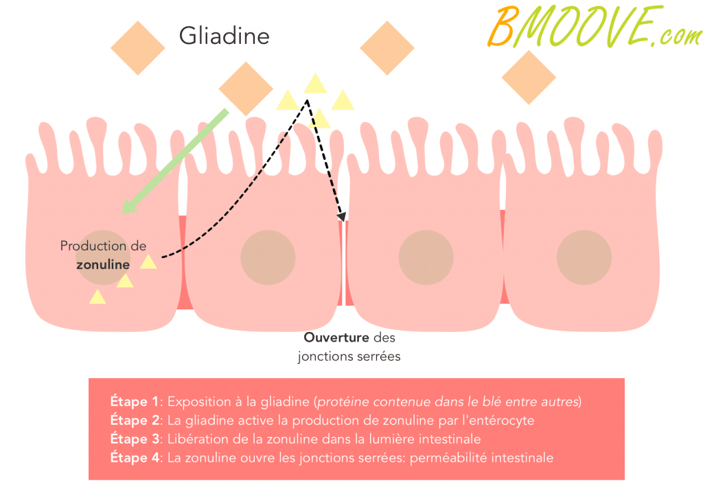 la zonuline, le gluten et la perméabilité intestinale